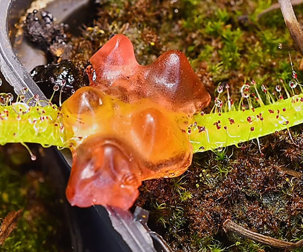 Plant Eats a Gummy Bear