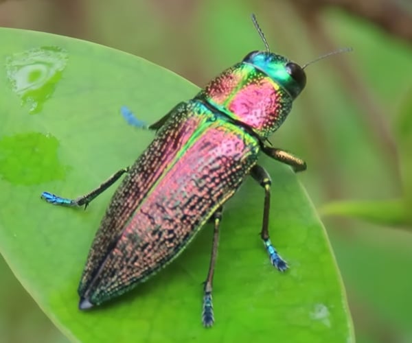 True Facts About Beetles