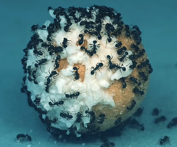 Ants vs. Sweet Treat Time-lapse