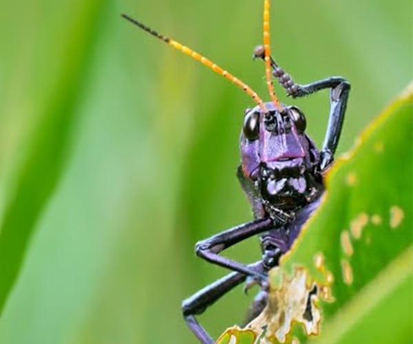 True Facts About Crickets