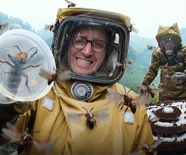 Harvesting Murder Hornets