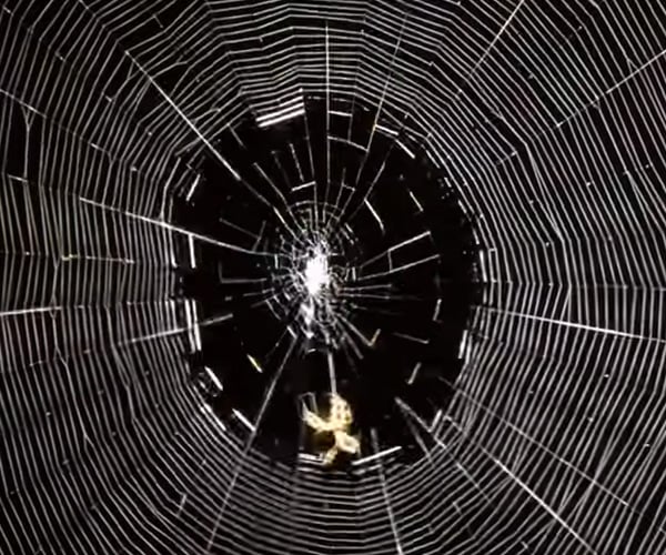 Is Spider Silk Overpowered?