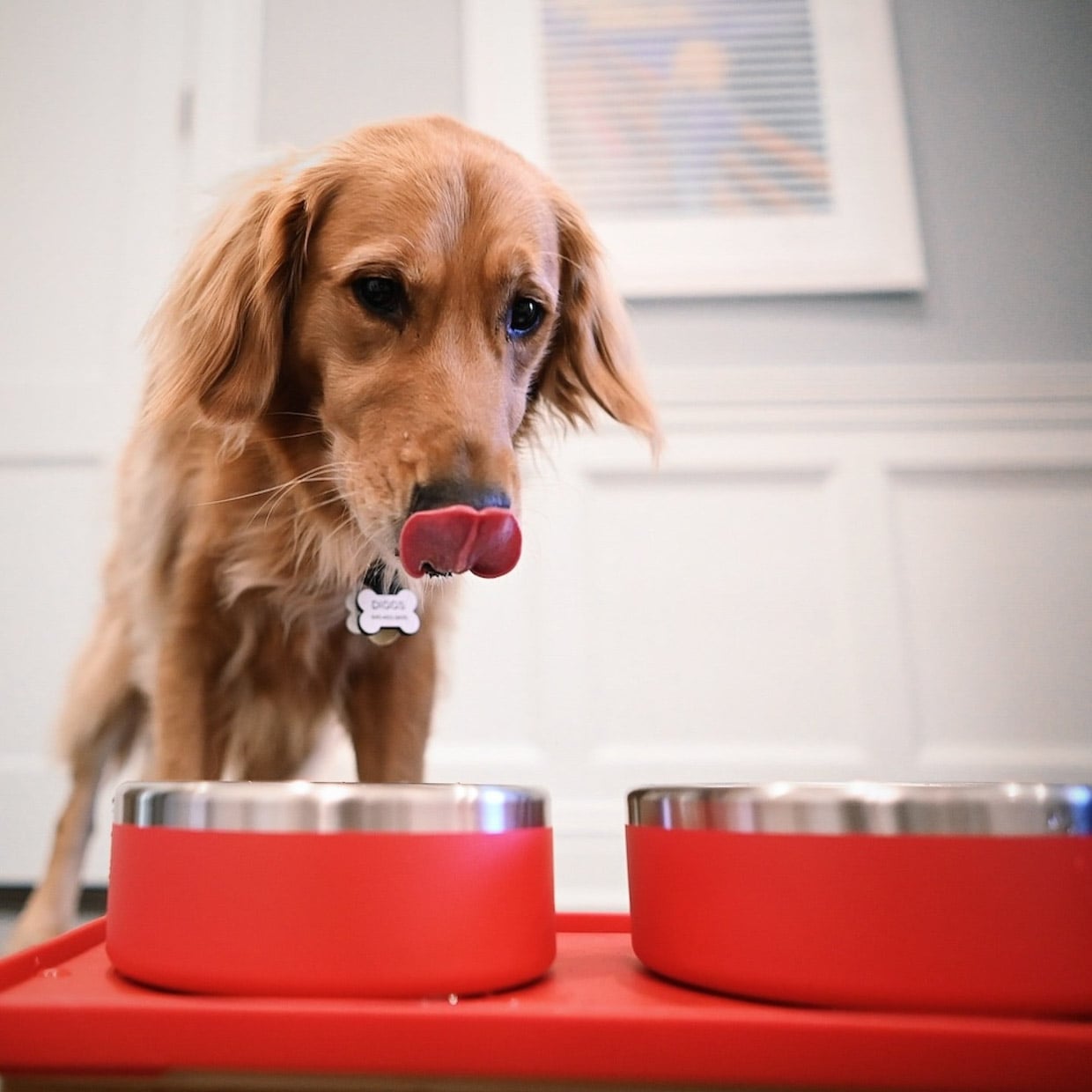Trot Dog Bowl Set Keeps Pups From Gobbling Food Too Fast