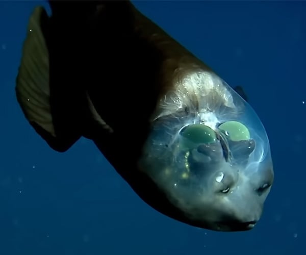 Why Deep Sea Creatures Look So Weird