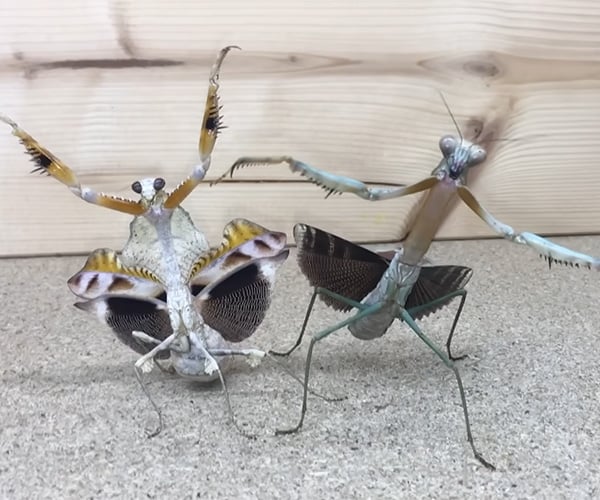 True Facts About the Praying Mantis