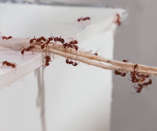 1000 Ants vs. an Obstacle Course