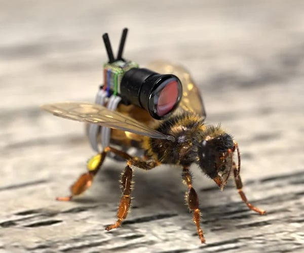 If You Could Put a Camera on a Bee